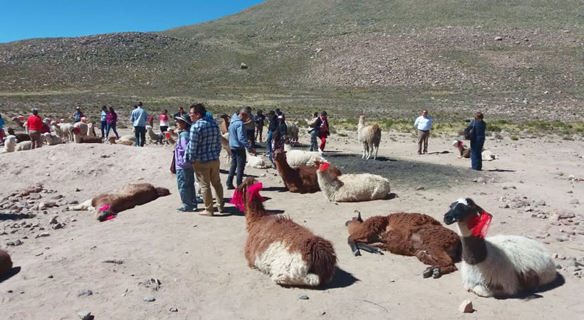 Arequipa – Colca canyon – Puno (Full day) / Shared service